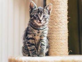 نصيحة حول كيفية تلبية حاجة القطط للخدش