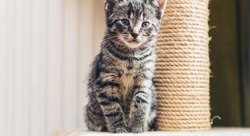 نصيحة حول كيفية تلبية حاجة القطط للخدش