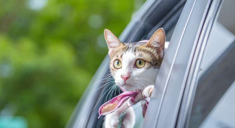 كيفية الحفاظ على سلامة القطة اثناء السفر بالسيارة