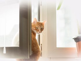 نصيحة حول كفية منح القطط من الشقوط من نافذة مفتوحة