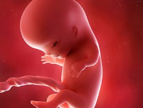 كيف يكون شكل الجنين في الاسبوع الحادي عشر بالسونار