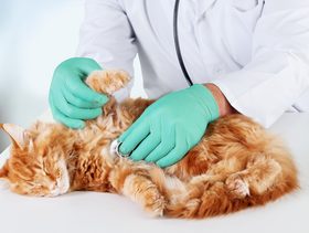 نصيحة حول كيفية الحفاظ على صحة القطط