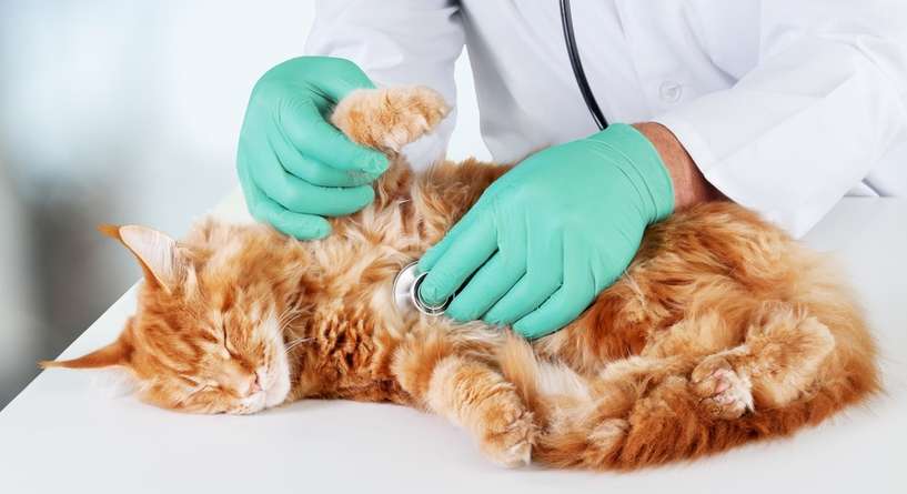 نصيحة حول كيفية الحفاظ على صحة القطط