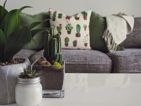 Plant, Furniture, Jar