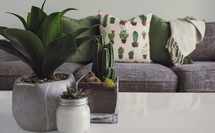 Plant, Furniture, Jar