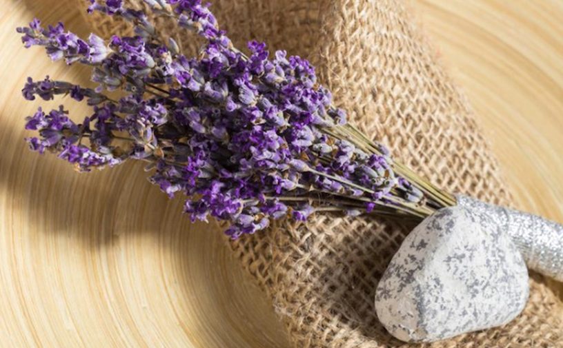 Plant, Lavender, Snake