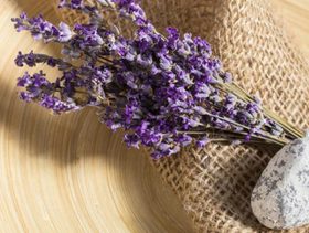 Plant, Lavender, Snake
